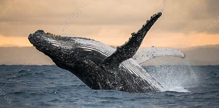 Humpback whale jumps out of the water. Beautiful jump. A rare photograph. Madagascar. St. Mary`s Island.