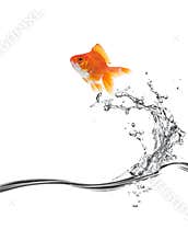 Goldfish jump