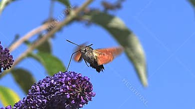 Hummingbird Hawkmoth,macroglossum stellatarum, Adult in Flight, Flapping Wings and Feeding on Buddleja or Summer Lilac