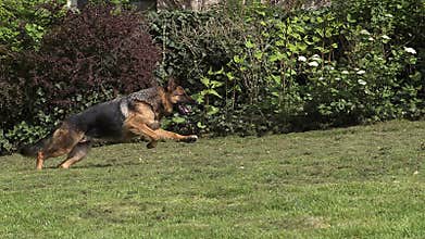 Domestic Dog, German Shepherd Dog, Female running on Grass