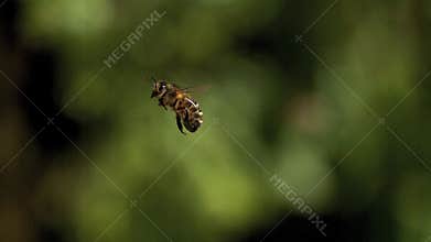 European Honey Bee, apis mellifera, Adult flying against green background,