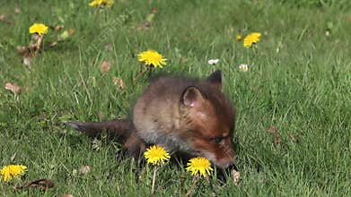 Red Fox, vulpes vulpes, Pup sitting in Meadow with Yellow Flowers, Looking around, Normandy in France,