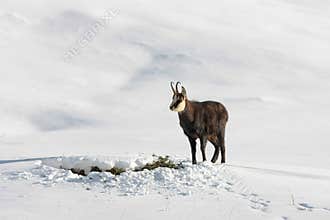 Chamois buck in the snow