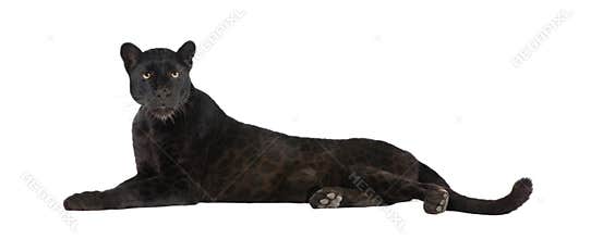 Black Leopard (6 years)