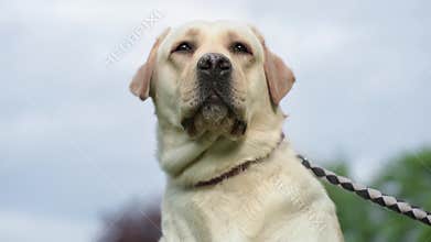 Labrador retriever dog in park