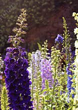 Blue flowers and buds