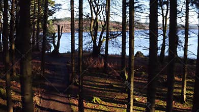 Drone flies through a dark forest with Kielder lake in the background.