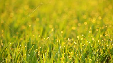 Grass Video Background. Seamless Loop