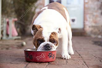 British Bull Dog Eating from Dog Bowl