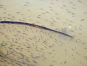 Little fish in chanel