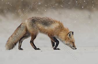 Red Fox