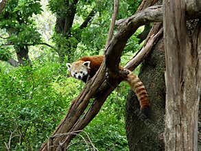 Red Panda