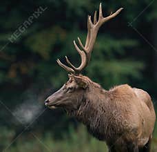 Elk