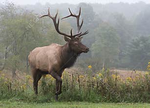 Elk
