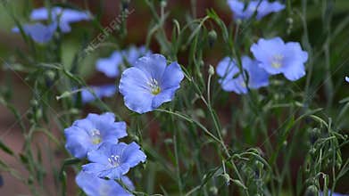 Blooming summer blue linen.