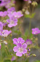 Geranium