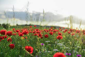 Poppy flowers and peaceful nature