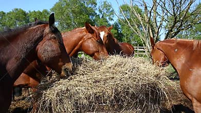 Horses are eating the hay