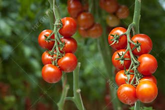 Tomatoes on the vine