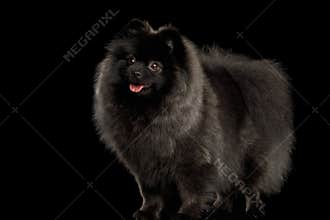Pomeranian Spitz Dog on Black