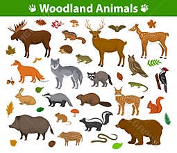Woodland forest animals collection