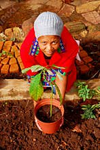 African female planter