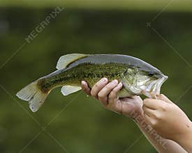 Largemouth Bass