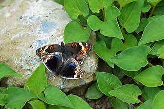 Butterfly love