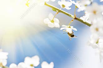 Bee