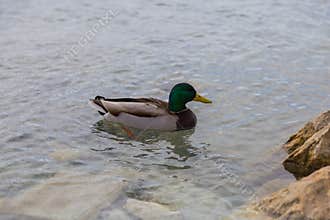 Mallard Duck Drake