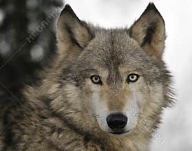 Timber Wolf Portrait
