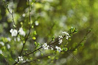 Old photo lens with beautiful background and rings - bokeh. Blossom tree. Nature background. Sunny day. Spring flowers. Beautiful