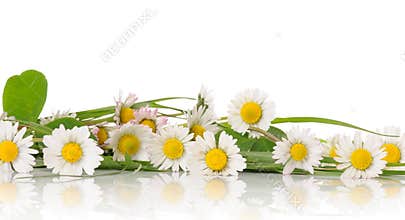 Border of daisy