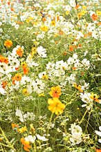Flowers beautiful garden