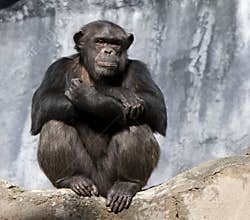 Chimpanzee