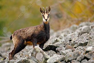 Chamois, Rupicapra rupicapra, in the green grass, grey rock in background, Gran Paradiso, Italy. Animal in the Alp. Wildlife scene