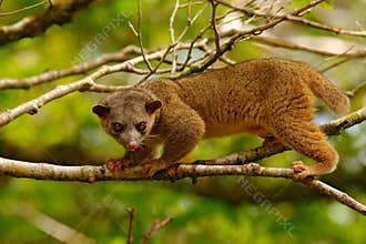 Kinkajou, Potos flavus, tropic animal in the nature forest habitat. Mammal in Costa Rica. Wildlife scene from nature. Wild Kinkajo