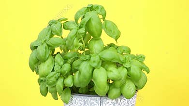 Closeup of pot with basil on rotating plate with yellow background