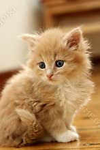 Small kitten