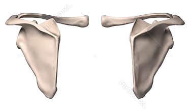 Anatomy of shoulder bone