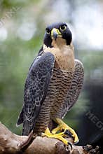 Peregrine Falcon