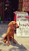 Dog sitting in Vietnamese storefront