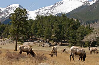 Elk in Colorado mountains