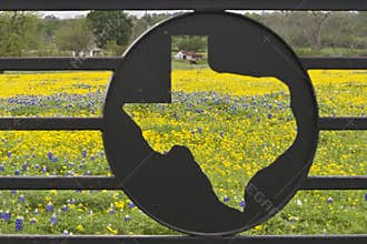 Wildflowers on a Ranch