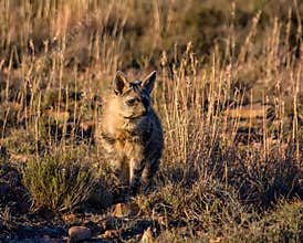 Aardwolf