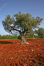 Olive tree on red soil