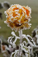 Frozen rose