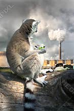 Lemur eating salad, looking sadly at the chimney of a thermal power plant