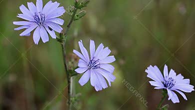 Cichorium intybus Common chicory blue wild flower in nature