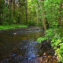 Beautiful nature with a river of rocks and forest. Outdoor colorful background with water.